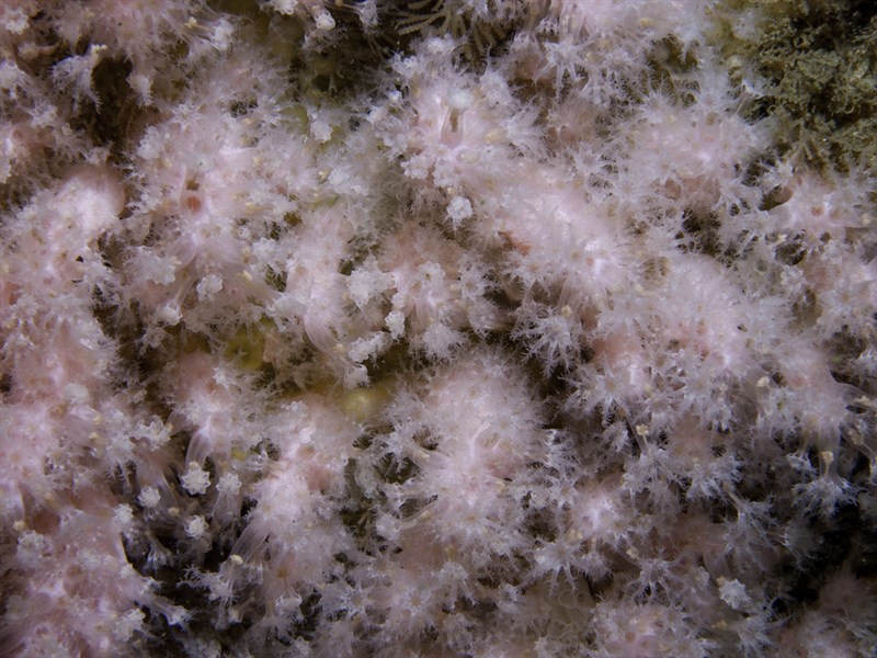 , Pink Sea Fingers, Alcyonium hibernicum