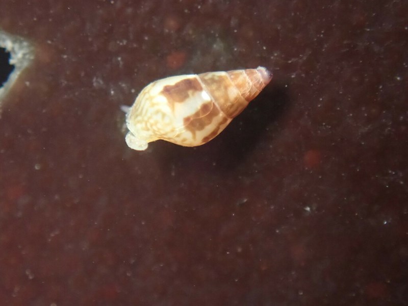 , Carinate Dove Snail - Alia carinata, Alia carinata