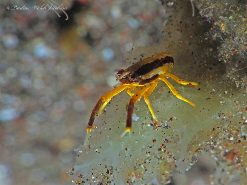 , Baba's Crinoid Squat Lobster, Allogalathea babai