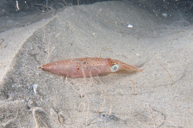 , Midsize Squid, Marbled Little Squid, Little Squid - Alloteuthis media, Alloteuthis media