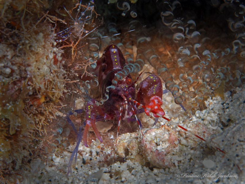 , Red Snapping Shrimp, Alpheus armatus