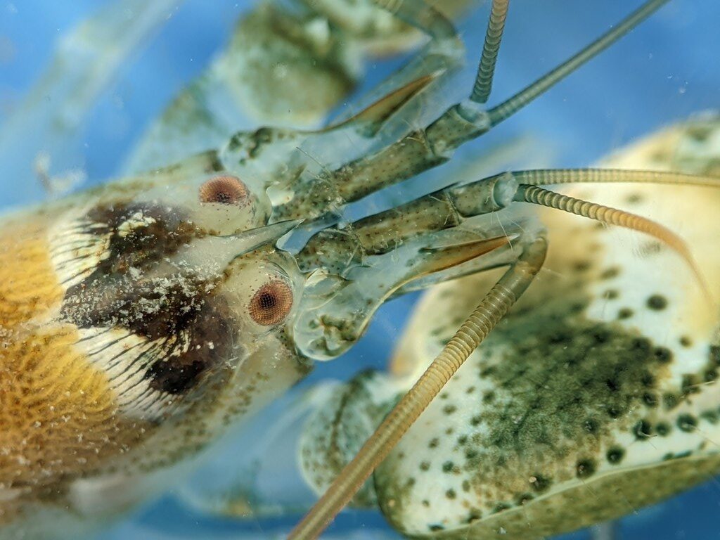 , Twistclaw Pistol Shrimp - Alpheus clamator, Alpheus clamator