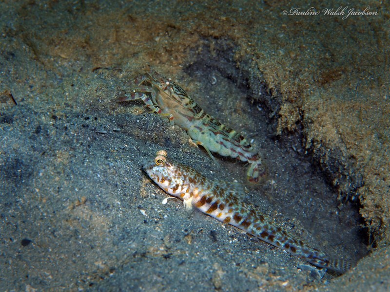 , Sand Snapping Shrimp, Alpheus floridanus