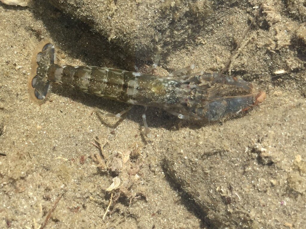 , New Zealand  Snapping Shrimp, New Zealand Pistol Prawn, New Zealand Snapping-prawn - Alpheus novaezealandiae, Alpheus novaezealandiae