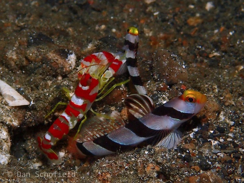 , Candy Stripe Pistol Shrimp, Randall's Pistol Shrimp - Alpheus randalli, Alpheus randalli