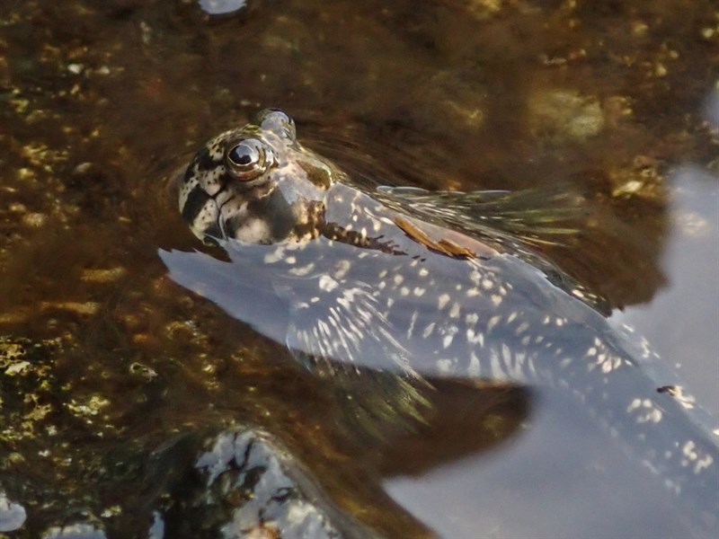 Leaping blenny, Leaping Blenny - Alticus saliens, Alticus saliens