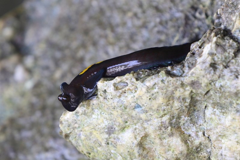 Garlanded rockskipper, Alticus sertatus, Alticus sertatus