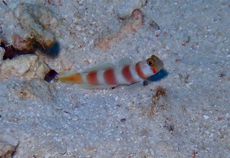 Pinkbar goby, Pinkbar Goby, Amblyeleotris aurora