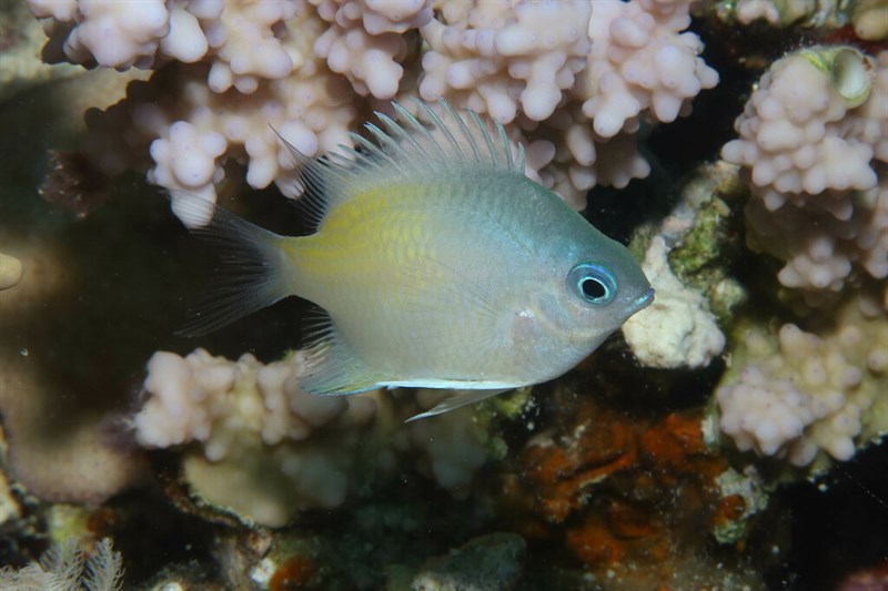 Yellowfin damsel, Yellowfin Damsel, Amblyglyphidodon flavilatus