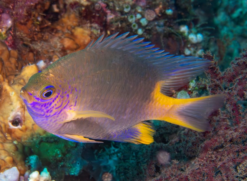 Cenderawasih damselfish, Cenderawasih Damselfish, Amblyglyphidodon flavopurpureus