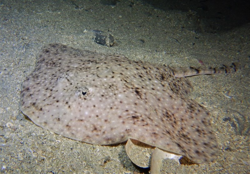 Starry ray, Starry Ray, Thorny Skate, Amblyraja radiata