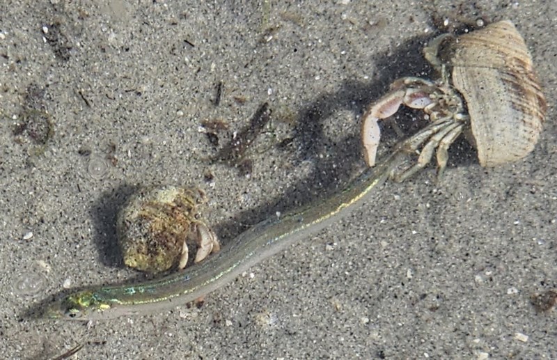 American sand lance, Ammodytes americanus, Ammodytes americanus