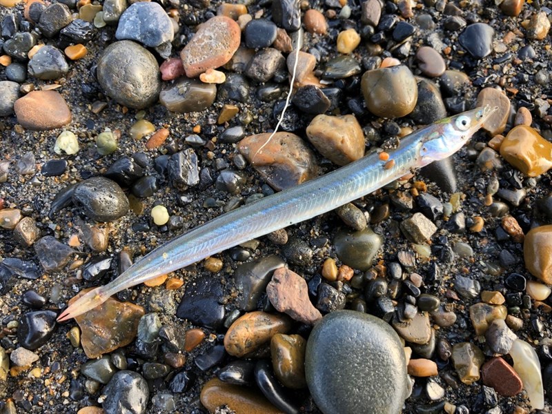 Pacific sand lance, Pacific Sand Lance - Ammodytes hexapterus, Ammodytes hexapterus