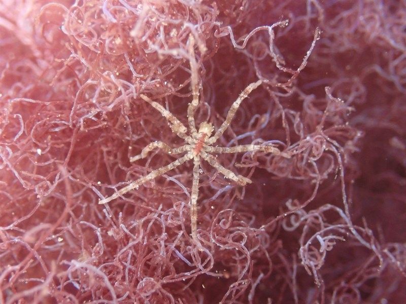 , Sea Spider, Ammothea hilgendorfi