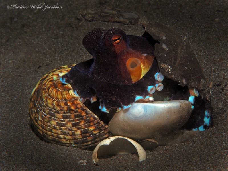 , Veined Octopus, Coconut Octopus, Amphioctopus marginatus