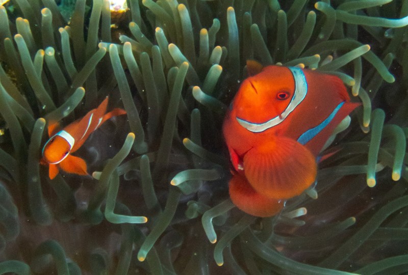 Spinecheek anemonefish, Pine-cheek Anemonefish, Spine-cheeked Anemone-fish, Tomato Clownfish, Amphiprion biaculeatus