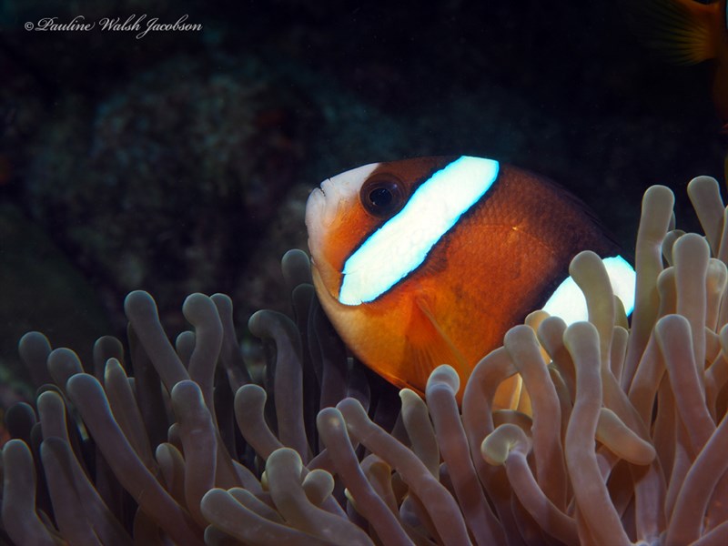 Yellowtail clownfish, Yellowtail Clownfish, Clark's Anemonefish, Amphiprion clarkii