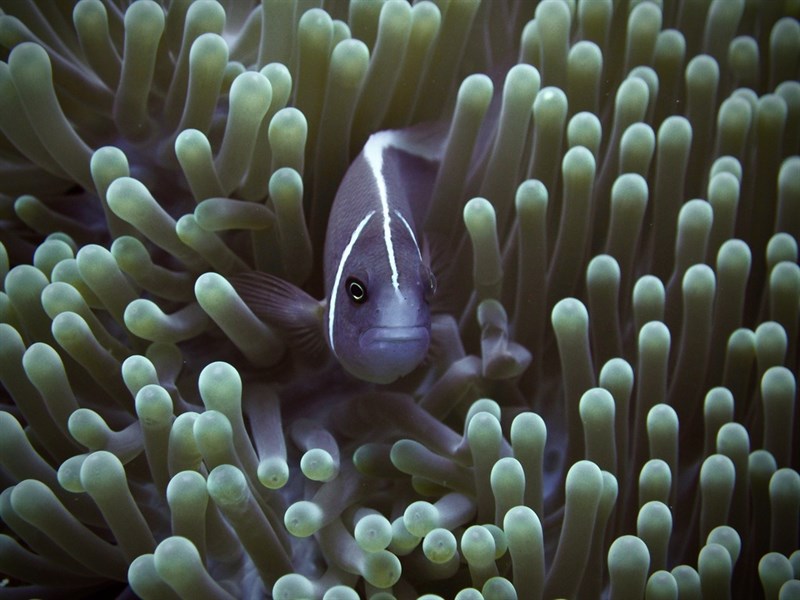 Pink anemonefish, False Skunk-striped Anemonefish, False Skunk Striped Anemonefish, False Skunk Striped Clown, Pink Anemonefish, Pink Skunk Clown, Salmon Clownfish, Whitebanded Anemonefish, Amphiprion perideraion