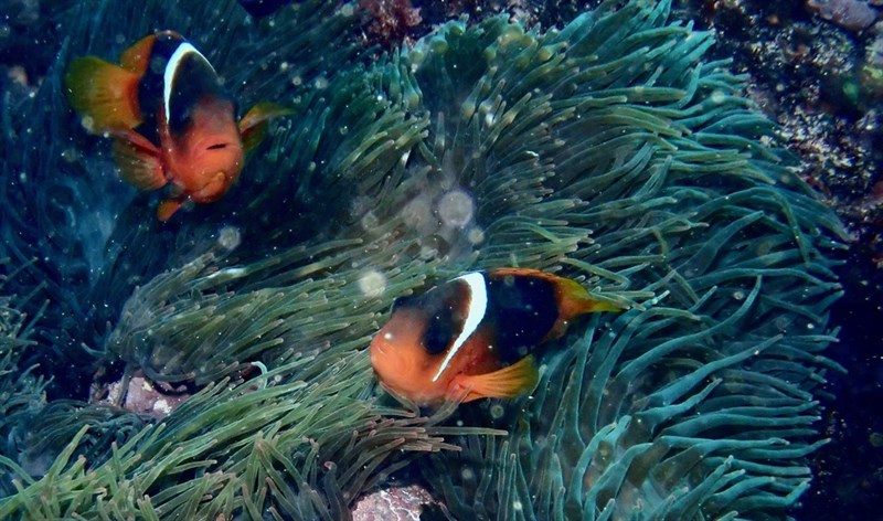 Red Anemonefish, Australian Anemonefish, Red Anemonefish, Redgirdled Anemonefish, Amphiprion rubrocinctus