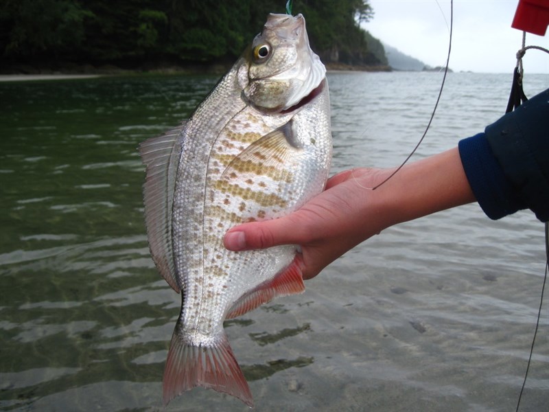 Redtail surfperch, Redtail Surfperch - Amphistichus rhodoterus, Amphistichus rhodoterus