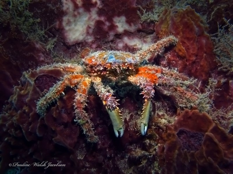 , Hairy Clinging Crab, Amphithrax pilosus