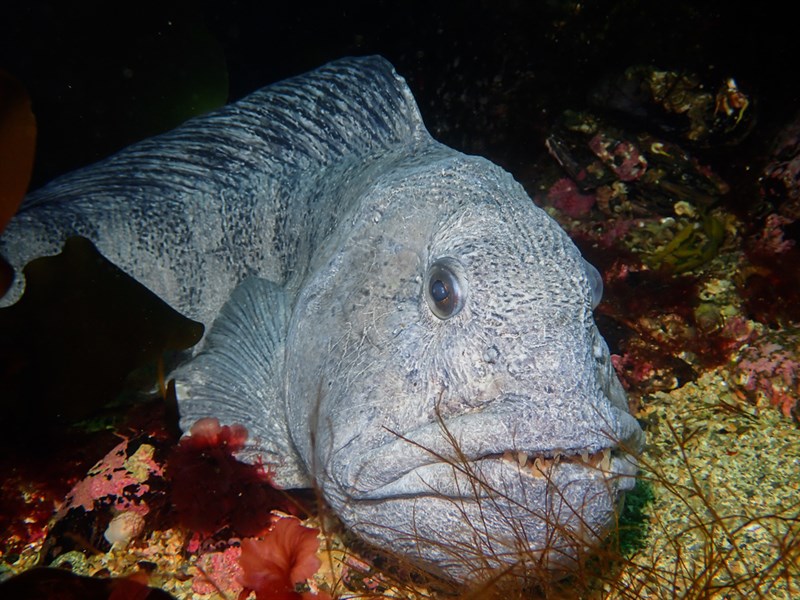 Atlantic wolffish, Atlantic Wolffish, Anarhichas lupus