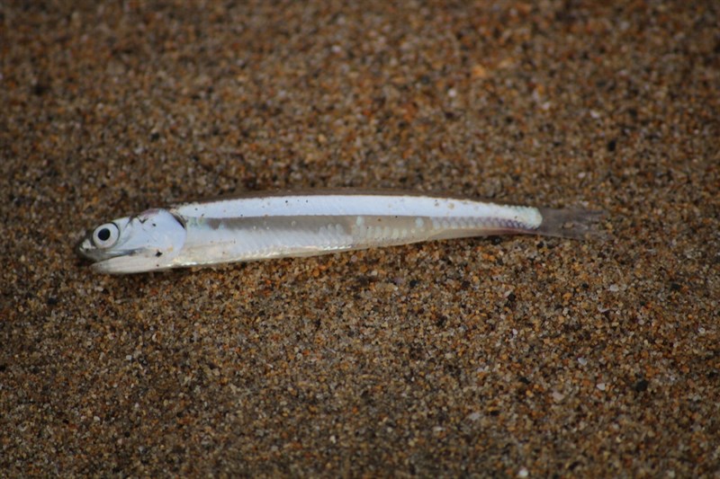 Regan's anchovy, Anchoa argentivittata, Anchoa argentivittata