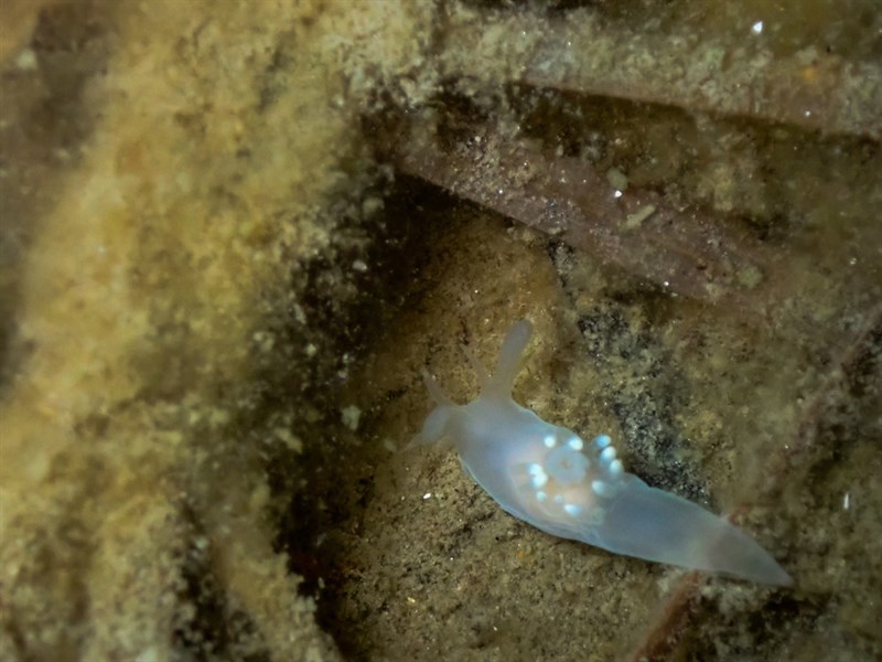 , Humped Ancula, Pacific Ancula, Pacific Ancula Sea Slug, Atlantic Ancula, Ancula gibbosa