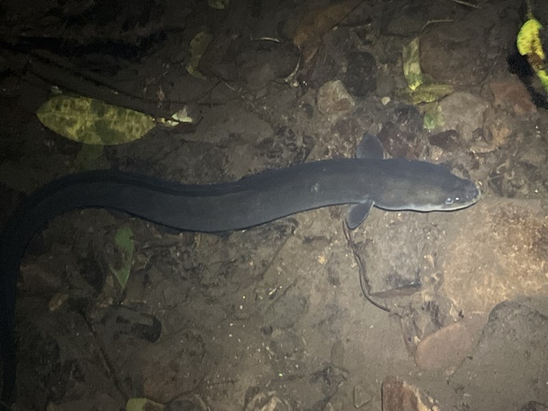 New Zealand longfin eel, , Anguilla dieffenbachii