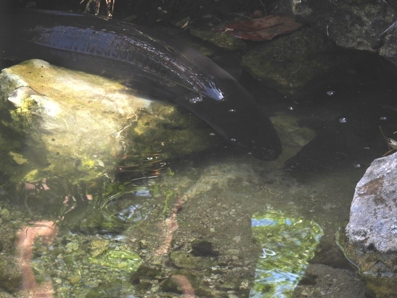 African longfin eel, Anguilla mossambica, Anguilla mossambica