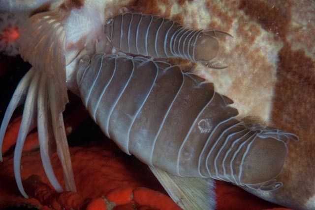 , Striped Fish Louse, Anilocra capensis