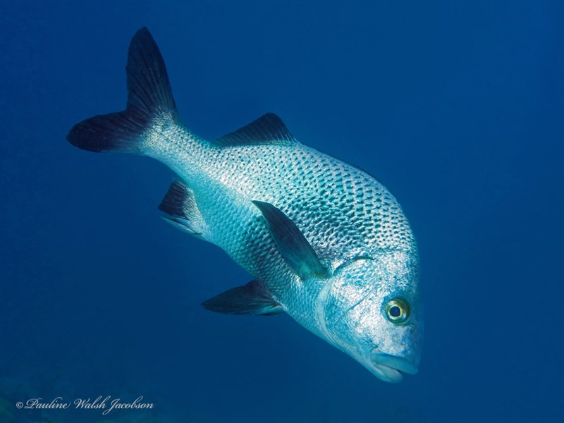 Black margate, Black Margate, Anisotremus surinamensis