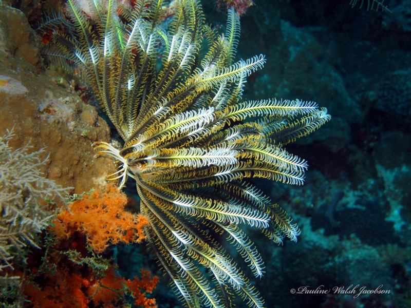 , Bennett's Feather Star, Anneissia bennetti