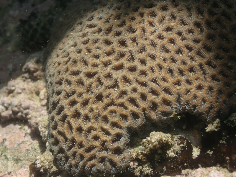 , Crisp Pillow Coral - Anomastraea irregularis, Anomastraea irregularis