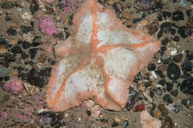 , Goose Foot Starfish, Anseropoda placenta