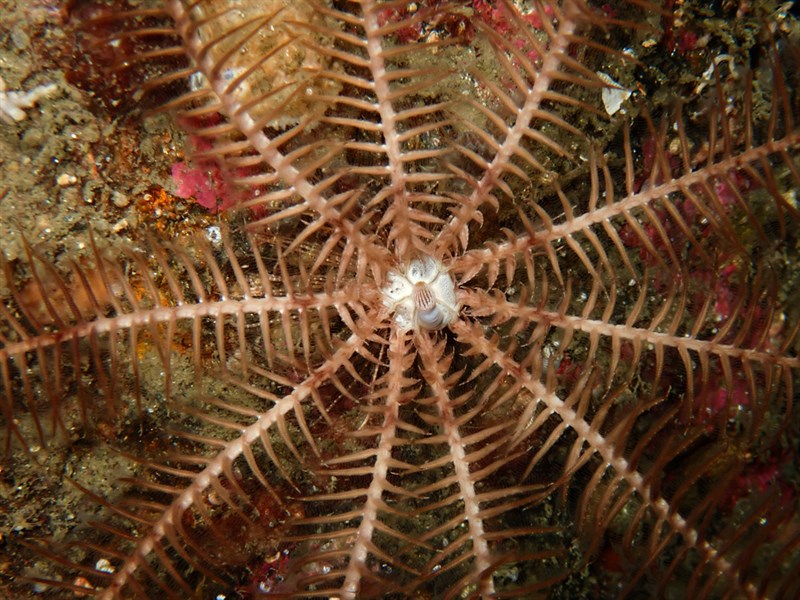 , Feather Star, Antedon petasus