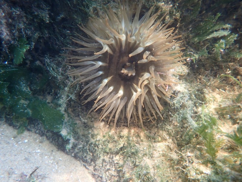 , Anthopleura anjunae, Anthopleura anjunae