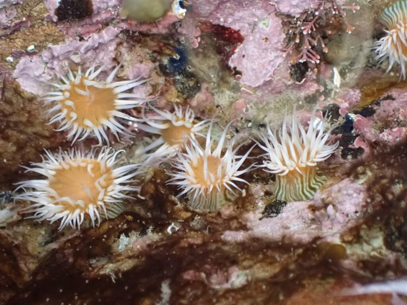 , White Striped Anemone - Anthothoe albocincta, Anthothoe albocincta