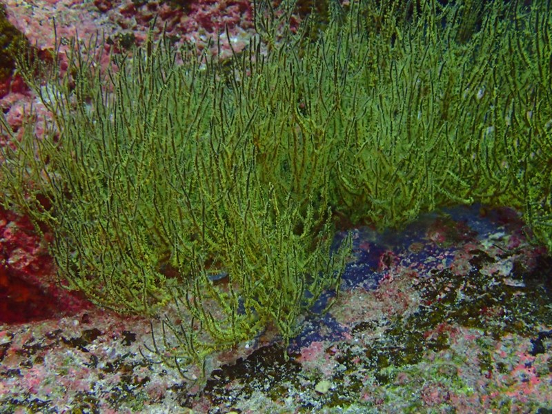 , Galapagos Black Coral, Yellow Polyp Black Coral, Coral Negro, Little Thorn Coral, Antipathes galapagensis