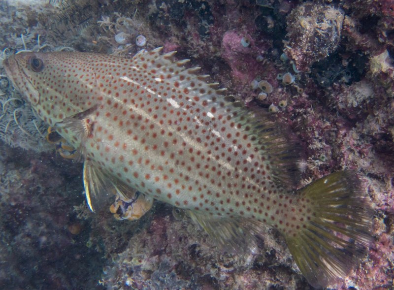 Slender grouper, Slender Grouper, Slender Rockcod, Whitelined Cod, White-lined Grouper, White-lined Rockcod, White-lined Rock-cod, Whiteline Group, Anyperodon leucogrammicus