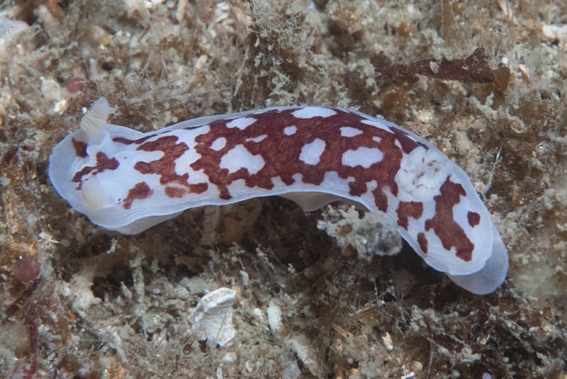 , Variable Dorid, Aphelodoris brunnea