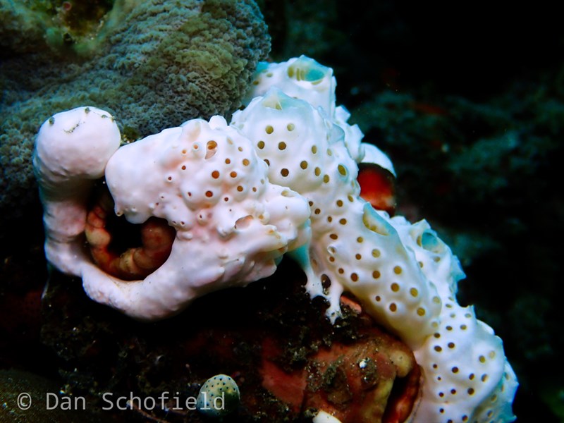 , Sea Squirt, Aplidium breviventer