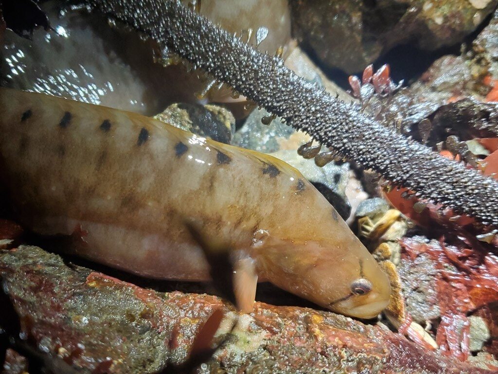 Penpoint gunnel, Penpoint Gunnel, Pen-point Blenny - Apodichthys flavidus, Apodichthys flavidus