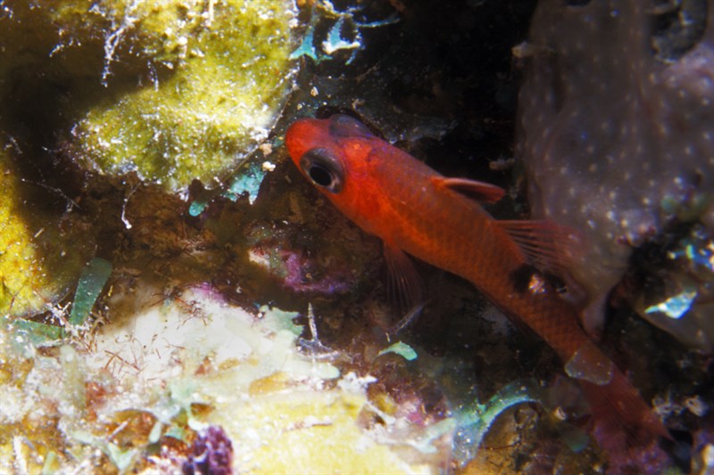 Whitestar cardinalfish, Whitestar Cardinalfish, Apogon lachneri