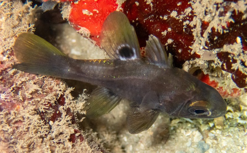 Black cardinalfish, Black Cardinalfish, Apogonichthyoides melas