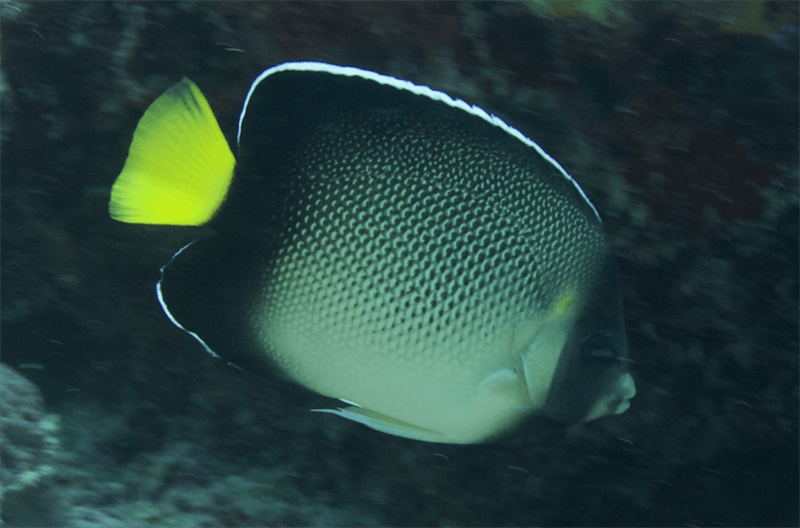 Yellowtail angelfish, Indian Yellowtail Angelfish, Yellowtail Angelfish, Apolemichthys xanthurus