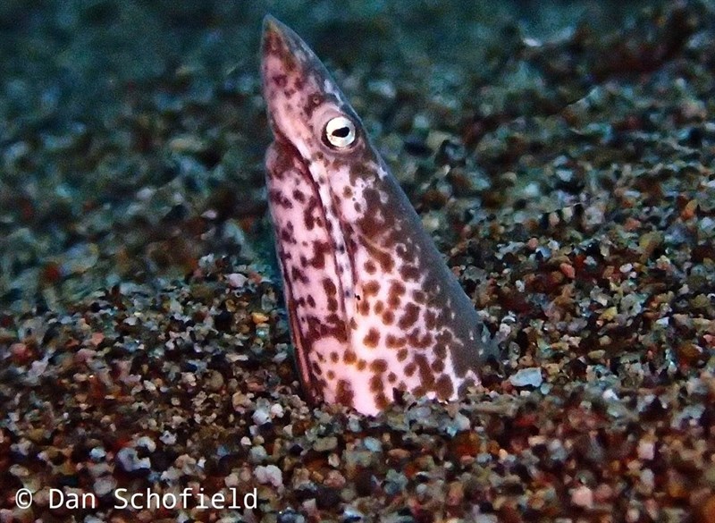 Sharpsnout snake eel, Sharpsnout Snake Eel - Apterichtus klazingai, Apterichtus klazingai