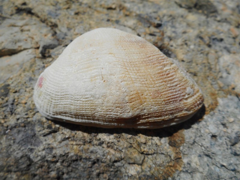 , Arca ocellata, Arca ocellata