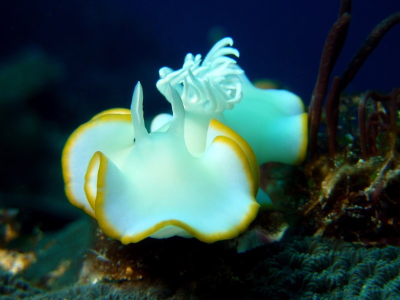 , Heron Ardeadoris, Egret Nudibranch, Ardeadoris egretta