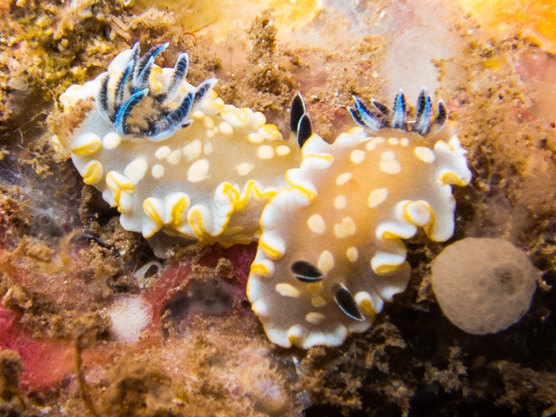 , Tom Smith's Nudibranch, Ardeadoris tomsmithi